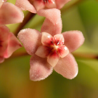 Tiny Pink Flowers –11”X14” Photography Print
